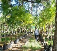 NZ Palms, Cycads and Subtropical Plants image 1